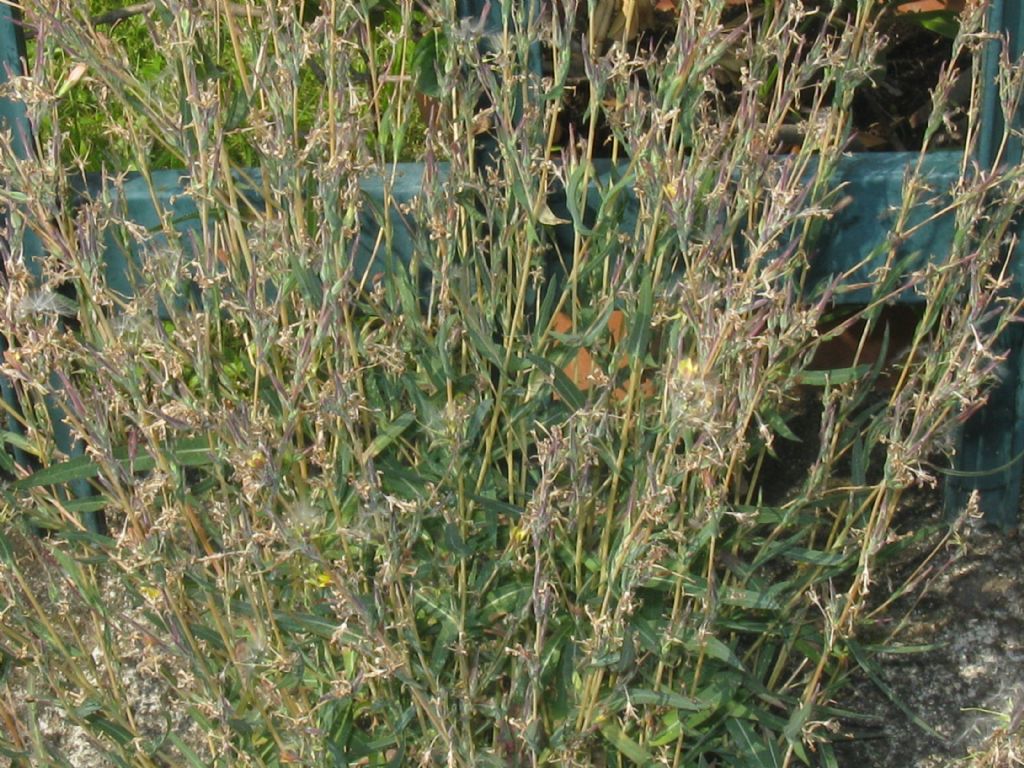 Lactuca saligna / Lattuga saligna