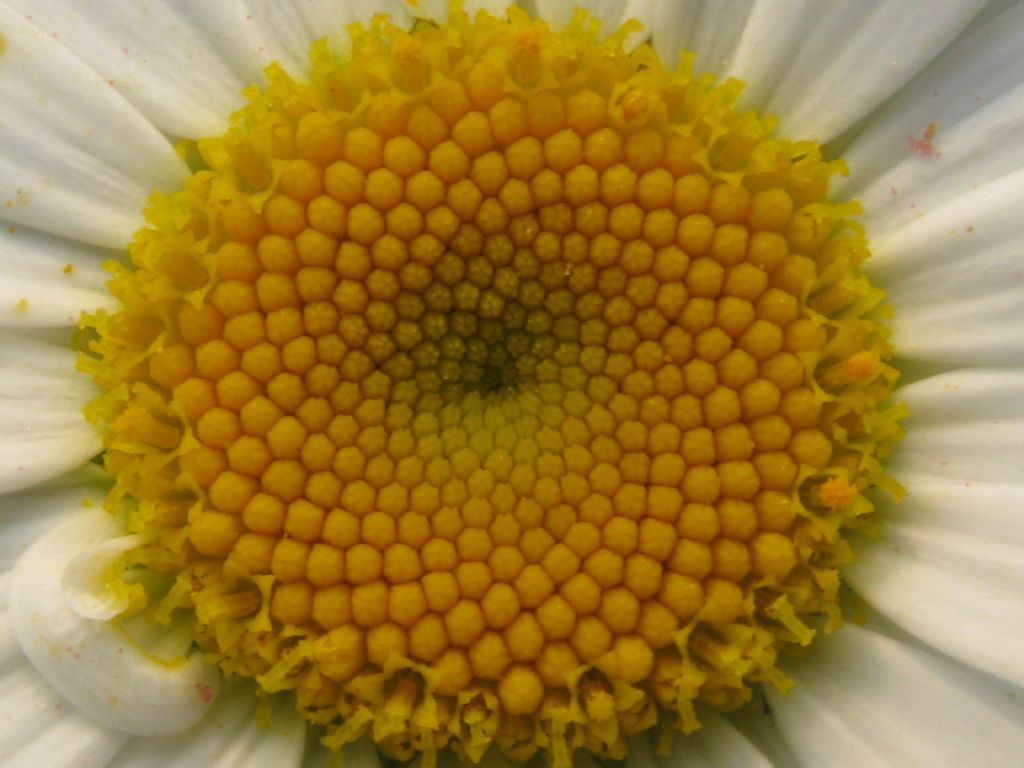Leucanthemum vulgare?...  Leucanthemum sp.