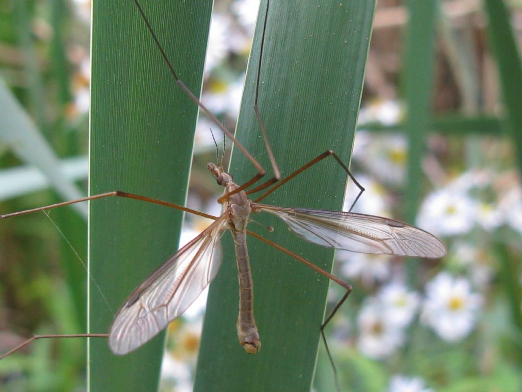 Tipula fascipennis M?...  Tipula sp., maschio