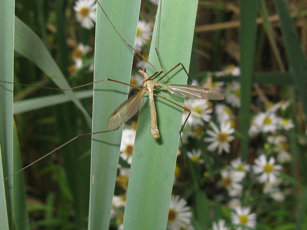 Tipula fascipennis M?...  Tipula sp., maschio