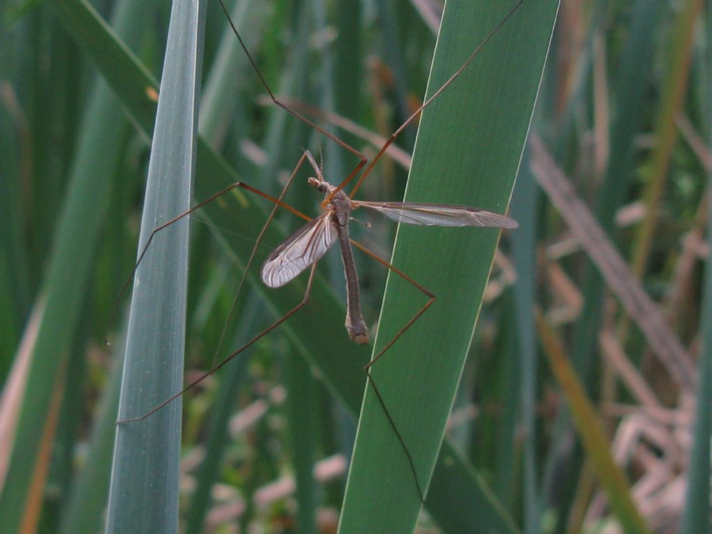 Tipula fascipennis M?...  Tipula sp., maschio