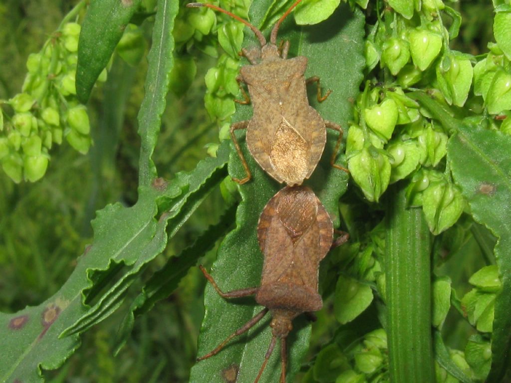 Coreus marginatus