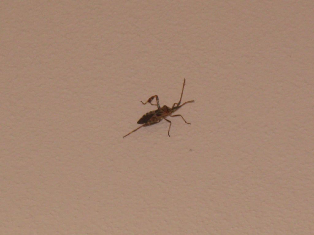 Coreidae: Leptoglossus occidentalis?  S !