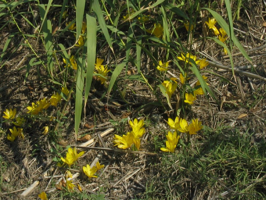 Sternbergia lutea (Amaryllidaceae) ?  S !