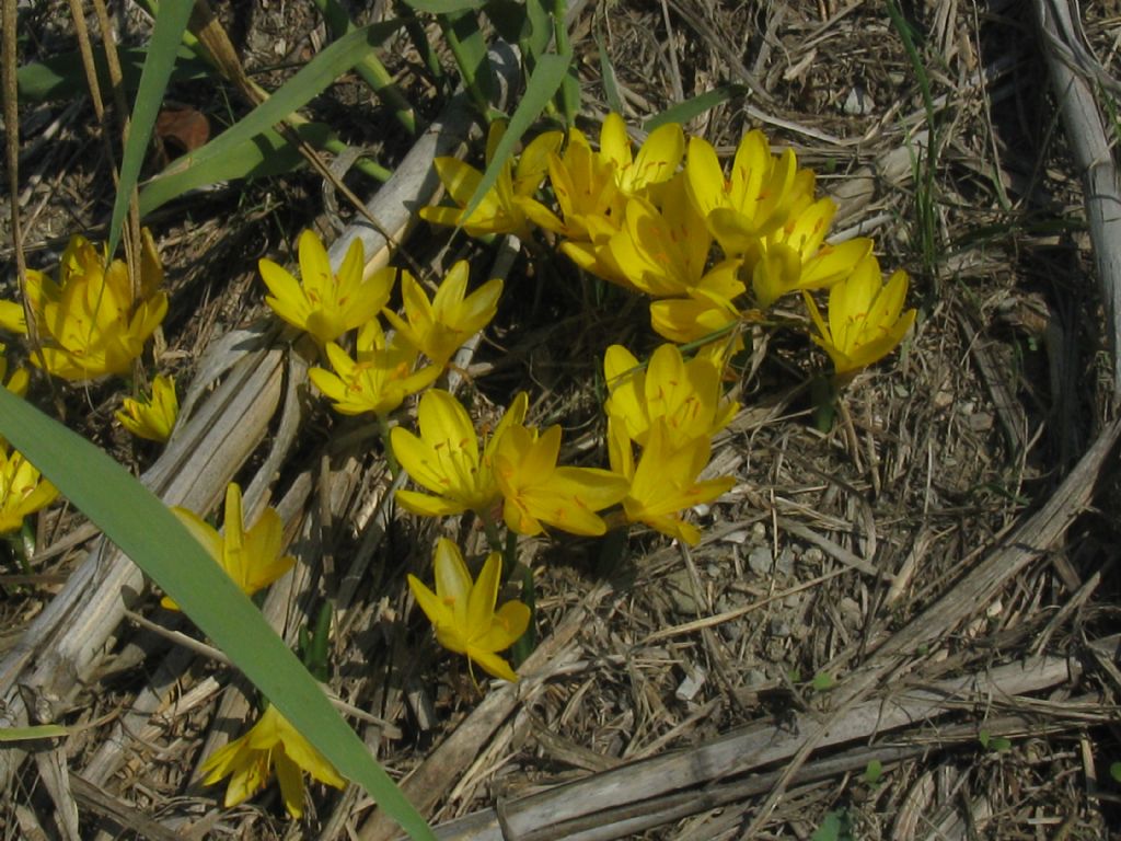 Sternbergia lutea (Amaryllidaceae) ?  S !