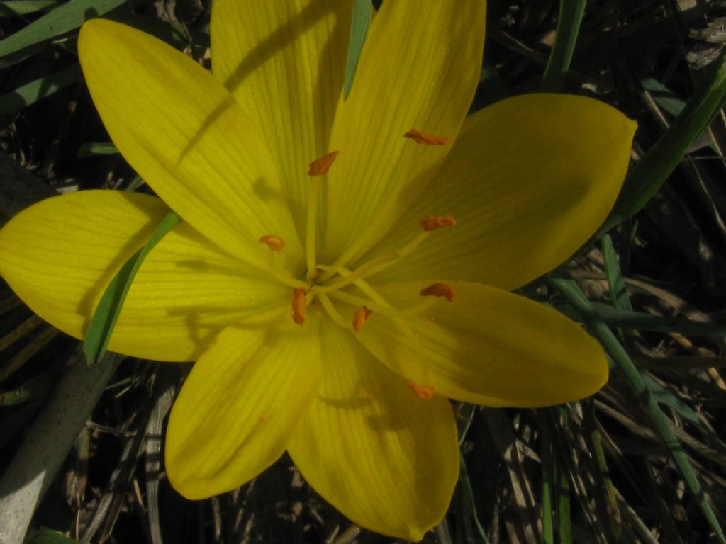 Sternbergia lutea (Amaryllidaceae) ?  S !