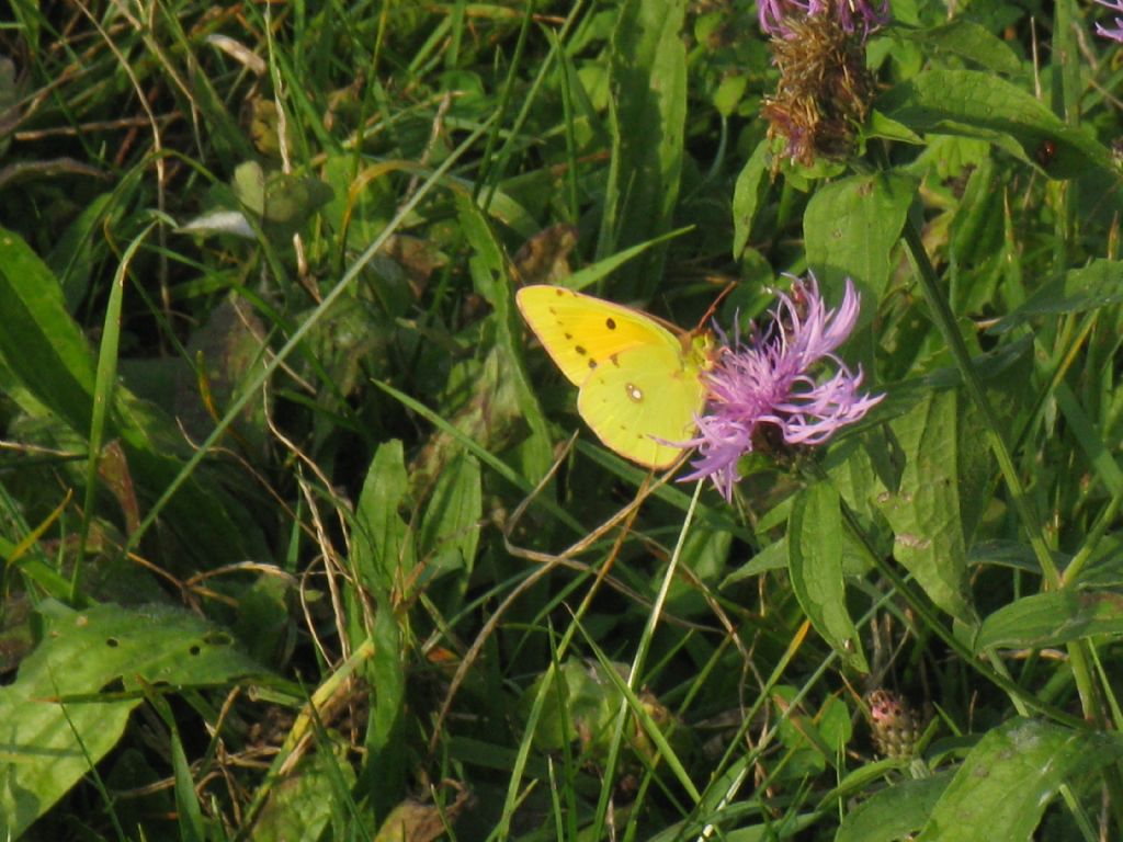 Colias crocea F? S