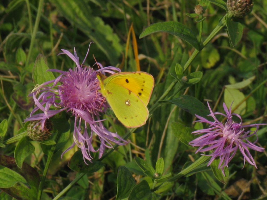 Colias crocea F? S