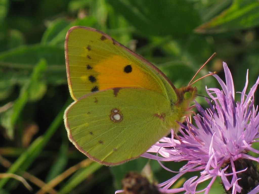 Colias crocea F? S