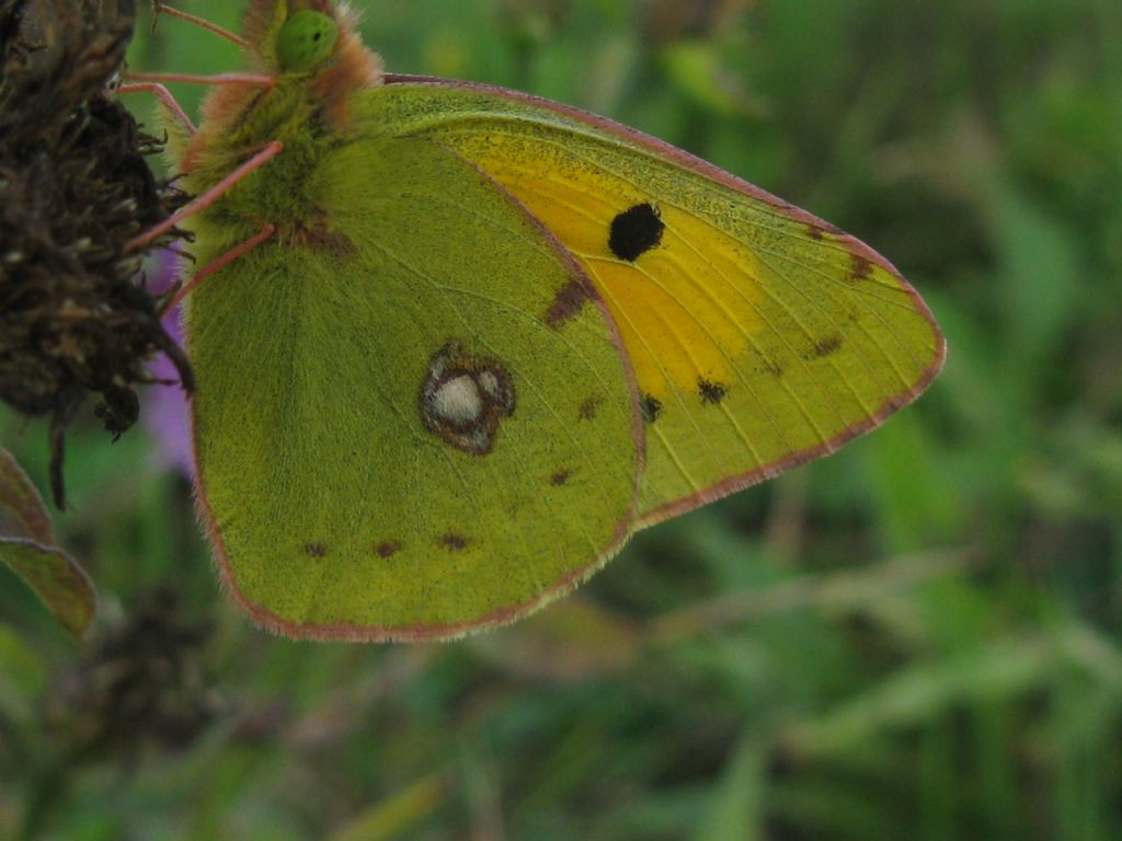 Colias crocea M? S