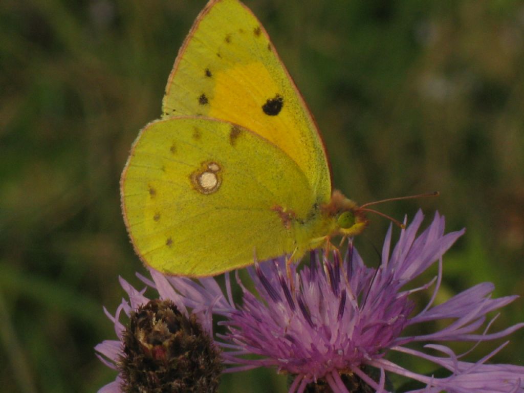 Colias crocea M? S
