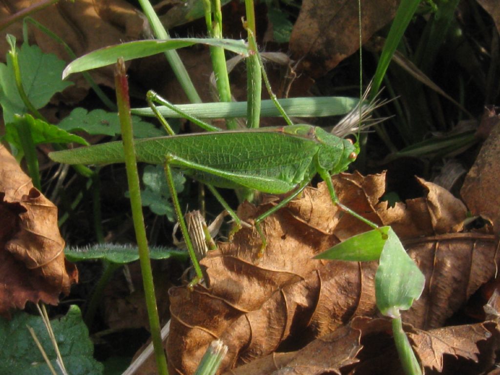 Phaneroptera cfr. nana, maschio