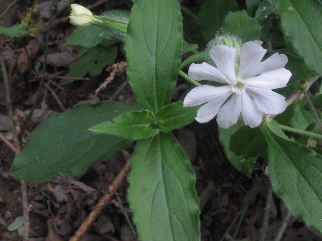 Silene latifolia alba, Fiore F?   S !