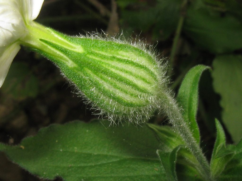 Silene latifolia alba, Fiore F?   S !