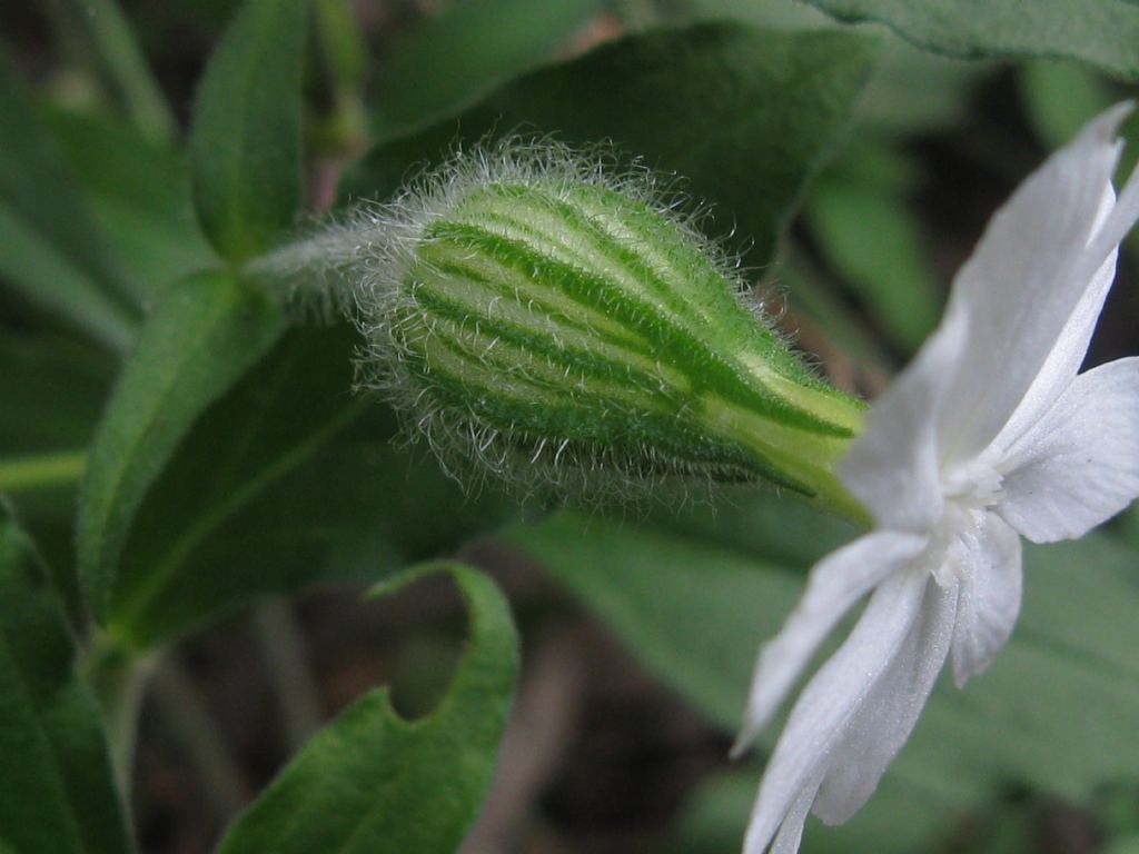 Silene latifolia alba, Fiore F?   S !