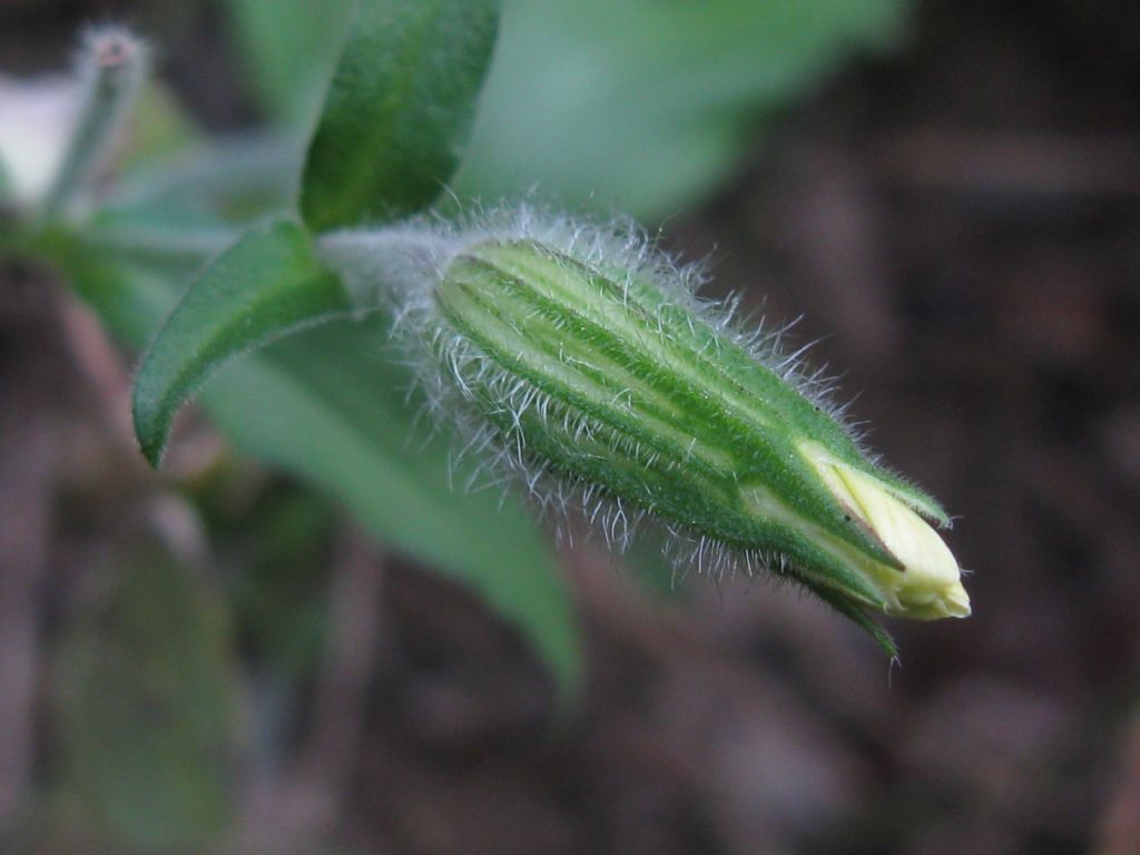 Silene latifolia alba, Fiore F?   S !