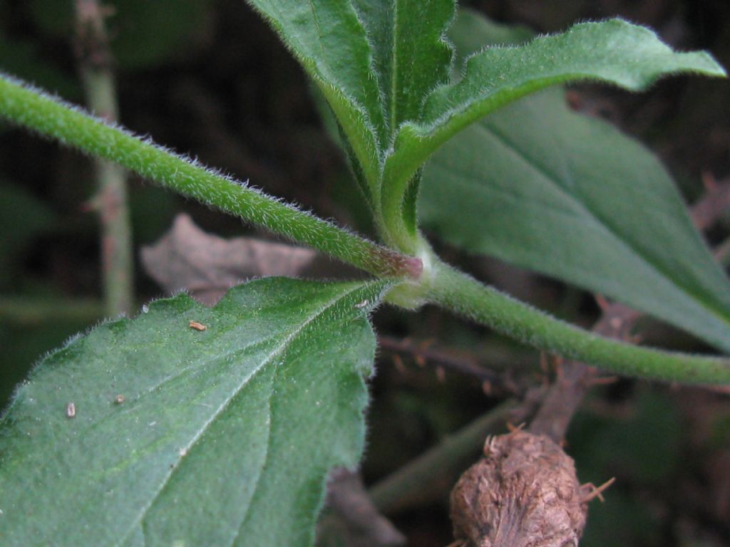 Silene latifolia alba, Fiore F?   S !