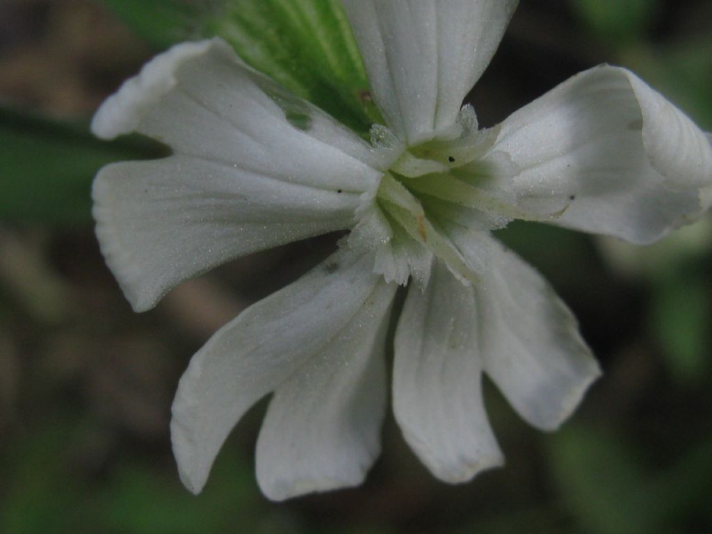 Silene latifolia alba, Fiore F?   S !