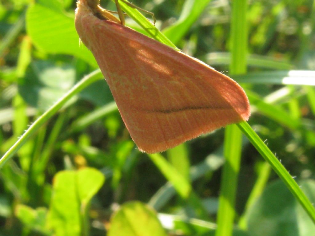 Rhodometra sacraria f.sanguinaria? S