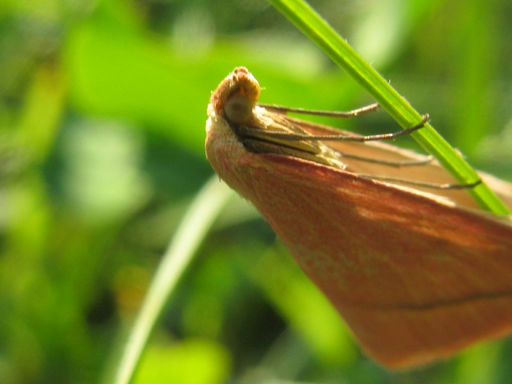 Rhodometra sacraria f.sanguinaria? S