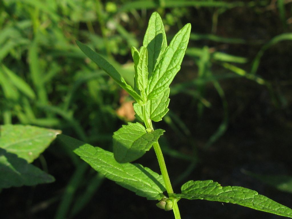 Lamiaceae:  Scutellaria galericulata (cfr.)