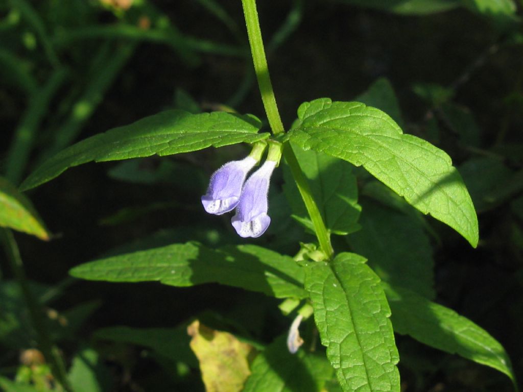 Lamiaceae:  Scutellaria galericulata (cfr.)