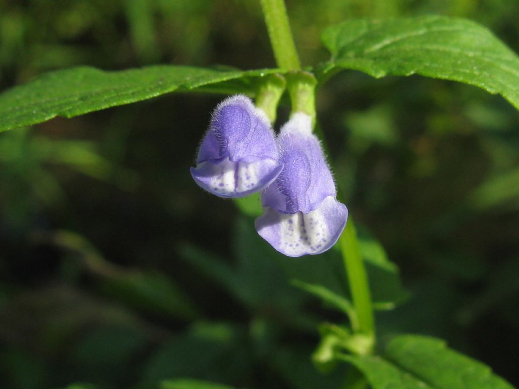 Lamiaceae:  Scutellaria galericulata (cfr.)