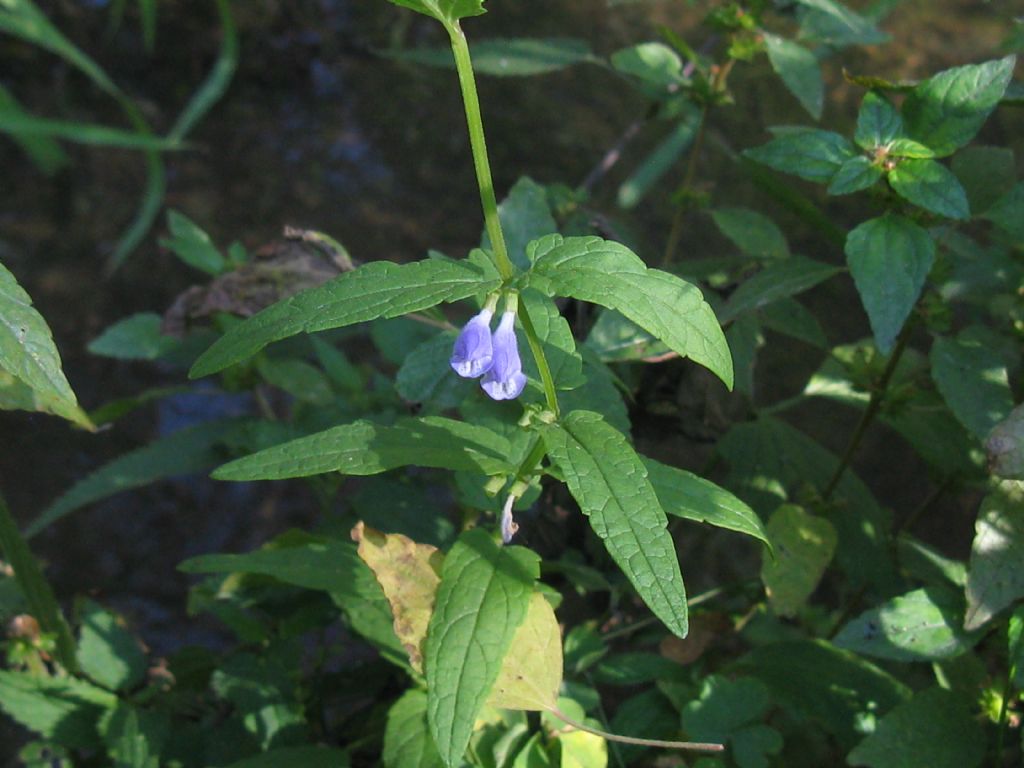 Lamiaceae:  Scutellaria galericulata (cfr.)