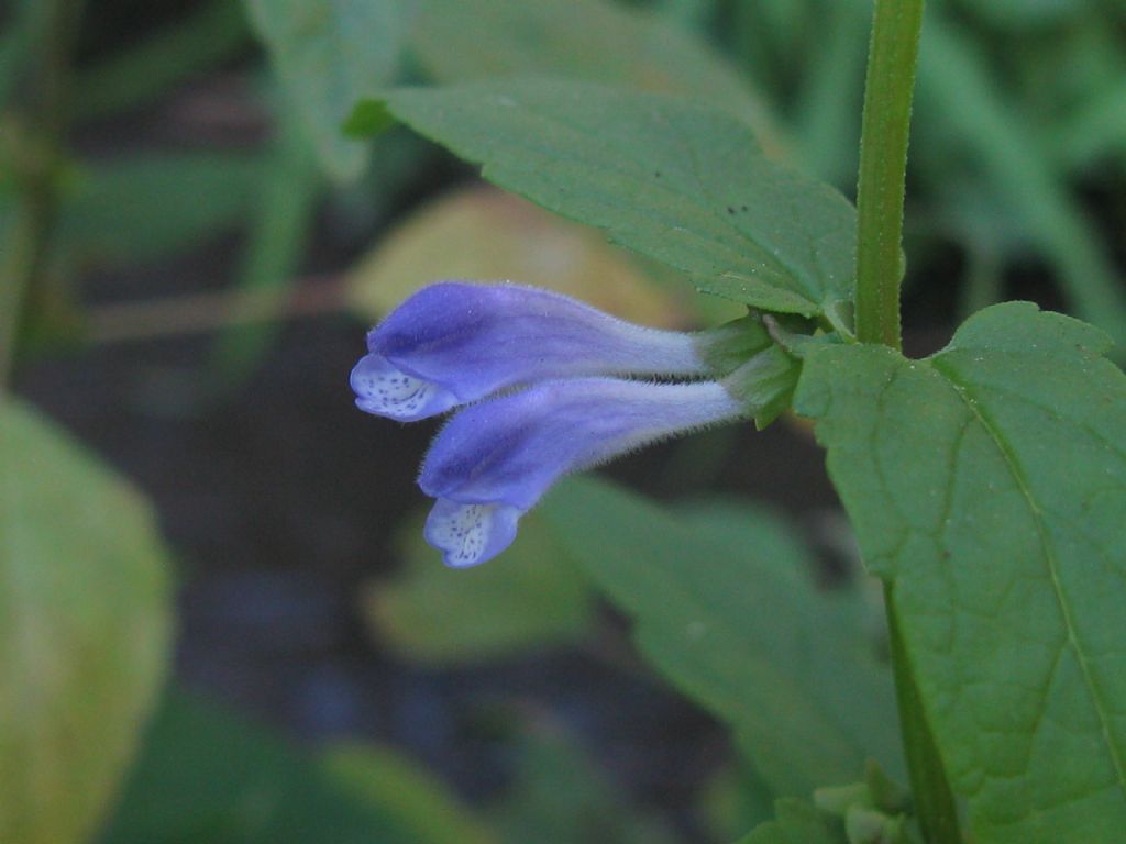 Lamiaceae:  Scutellaria galericulata (cfr.)