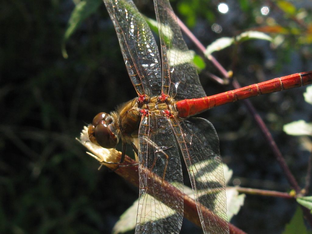 Sequenza didattica per: Sympetrum striolatum? S, maschio