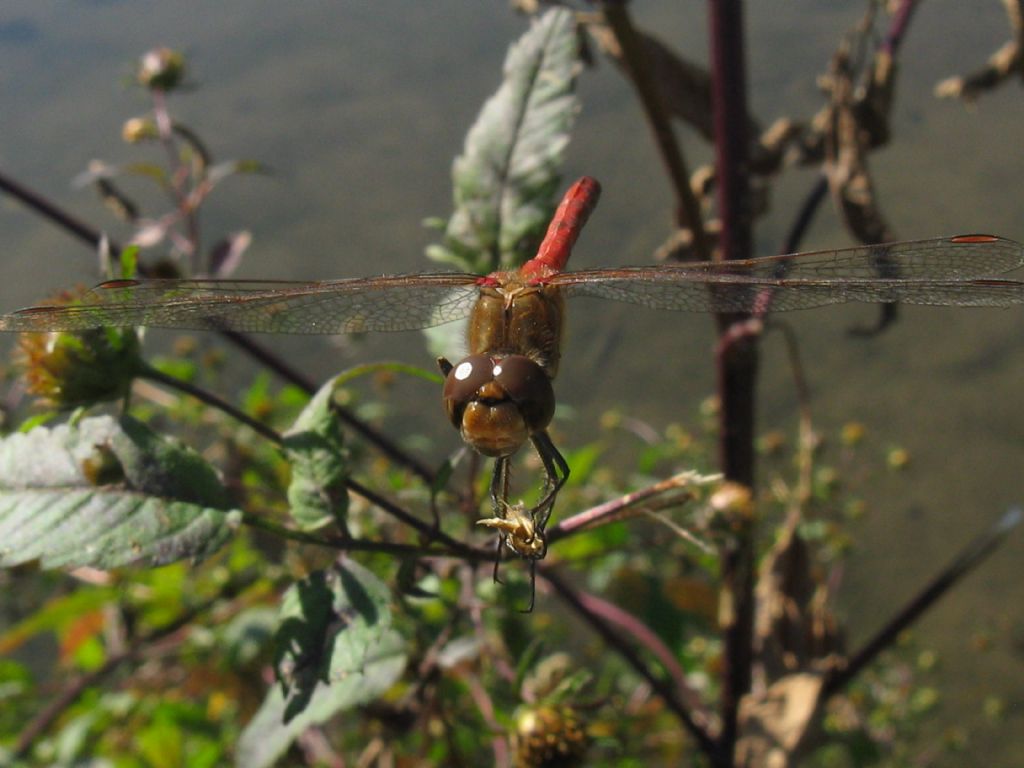Sequenza didattica per: Sympetrum striolatum? S, maschio