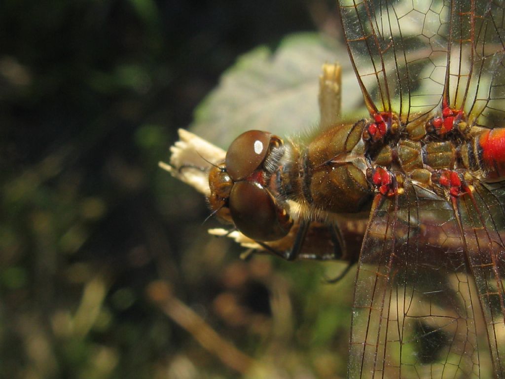 Sequenza didattica per: Sympetrum striolatum? S, maschio