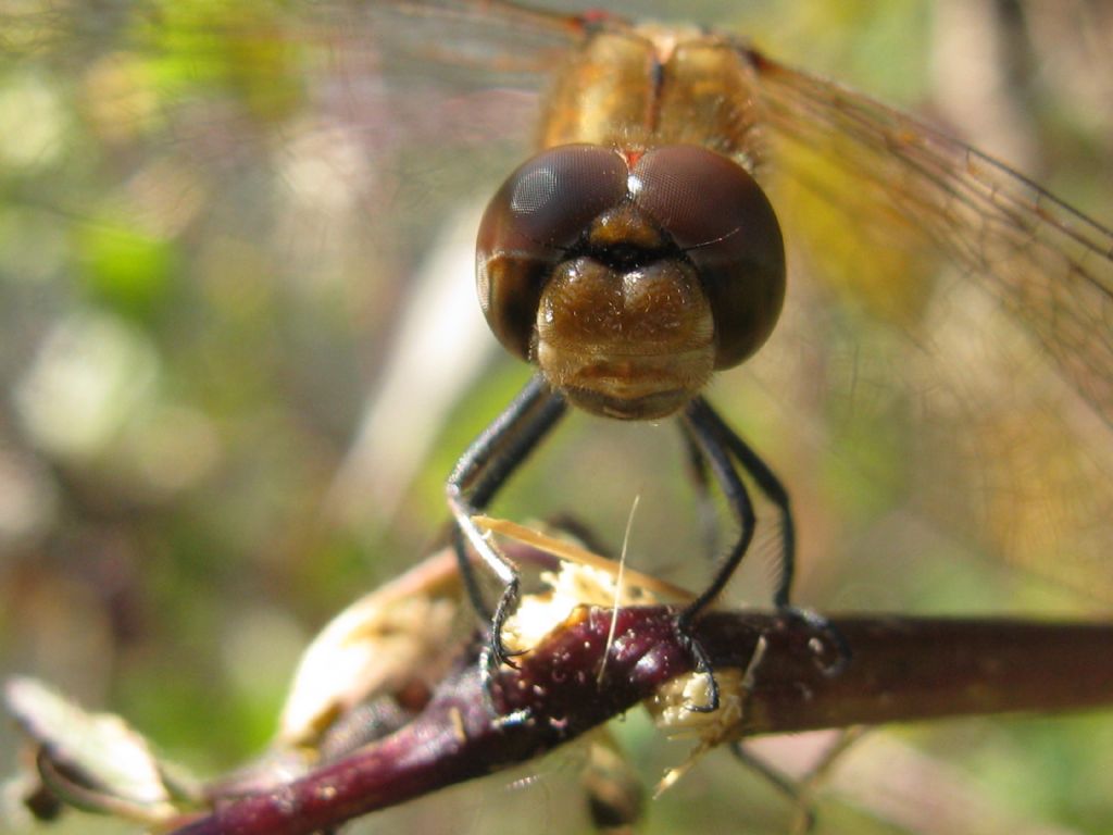 Sequenza didattica per: Sympetrum striolatum? S, maschio