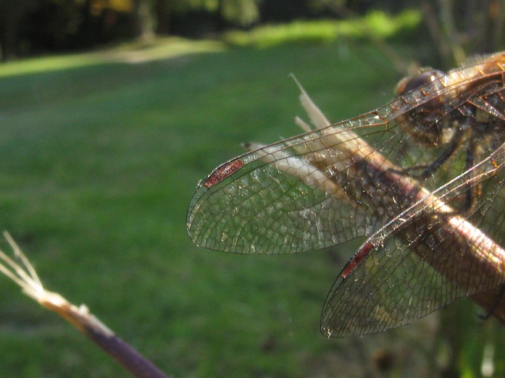 Sequenza didattica per: Sympetrum striolatum? S, maschio