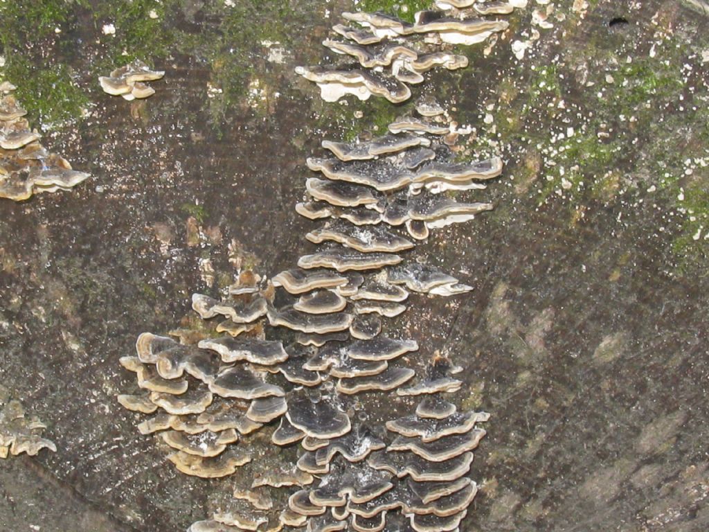 Quali funghi?