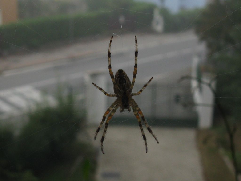 Femmina di Araneus diadematus - Villasanta (MB)