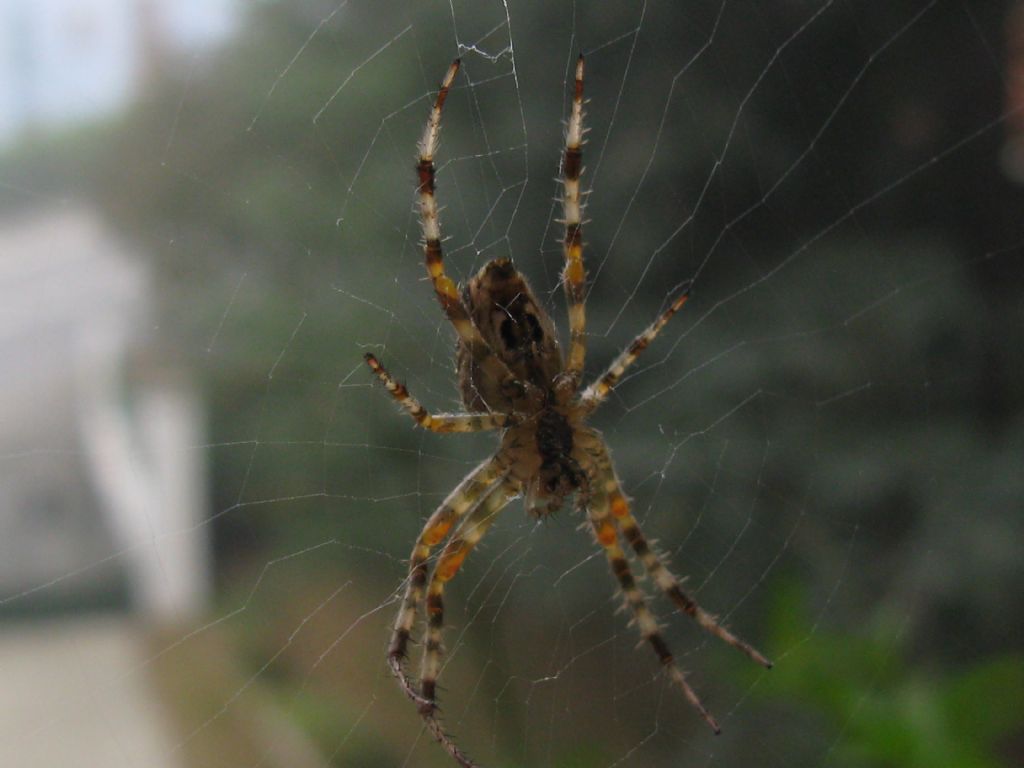 Femmina di Araneus diadematus - Villasanta (MB)