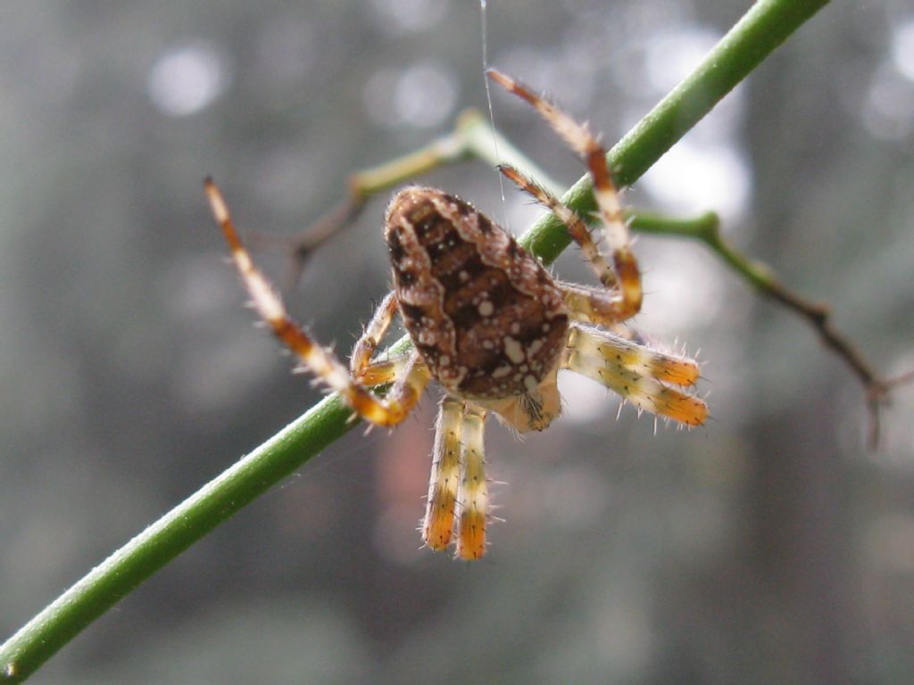 Femmina di Araneus diadematus - Villasanta (MB)