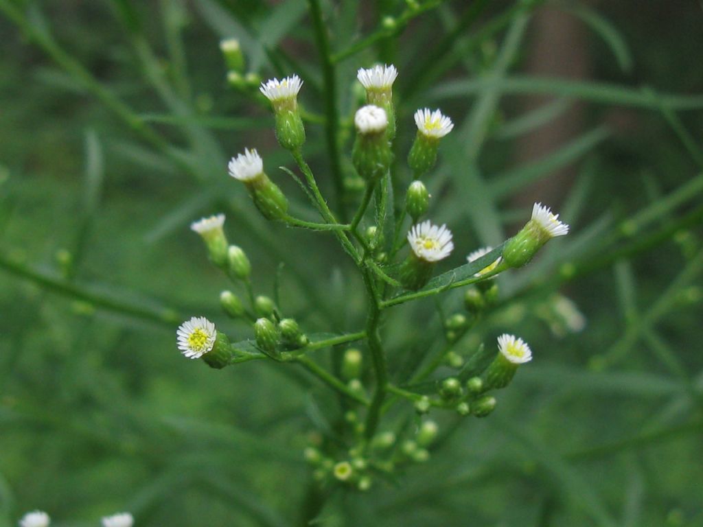 Erigeron sumatrensis? no, Symphyotrichum squamatum , Natura Mediterraneo Forum Naturalistico