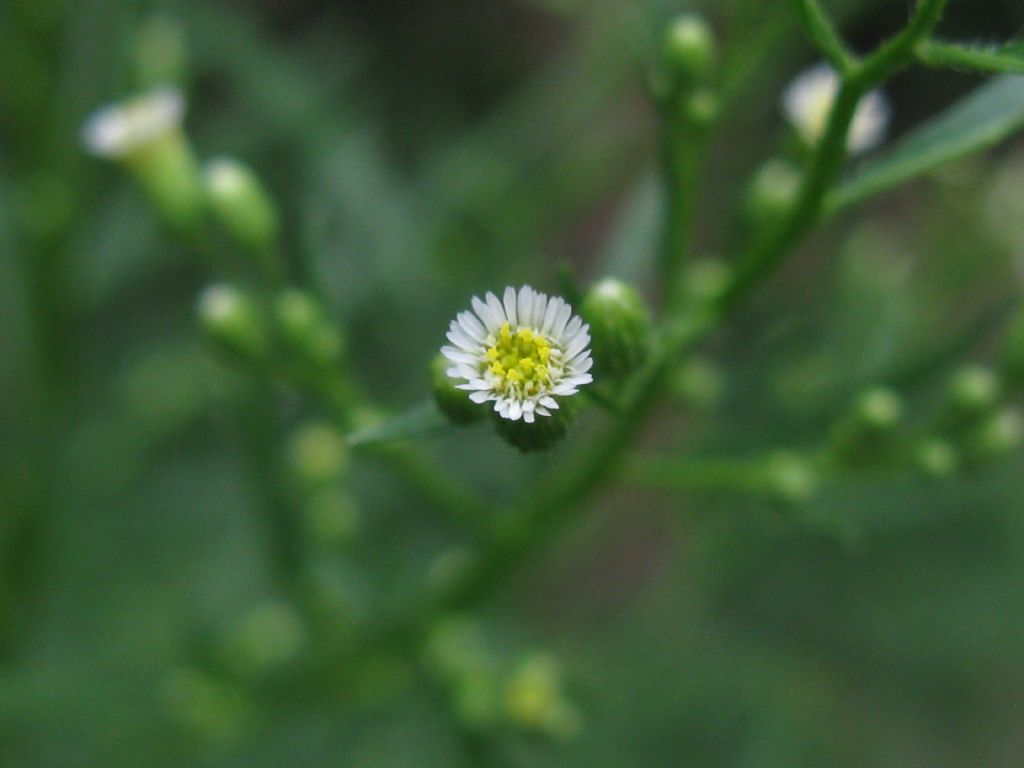Erigeron sumatrensis? no, Symphyotrichum squamatum