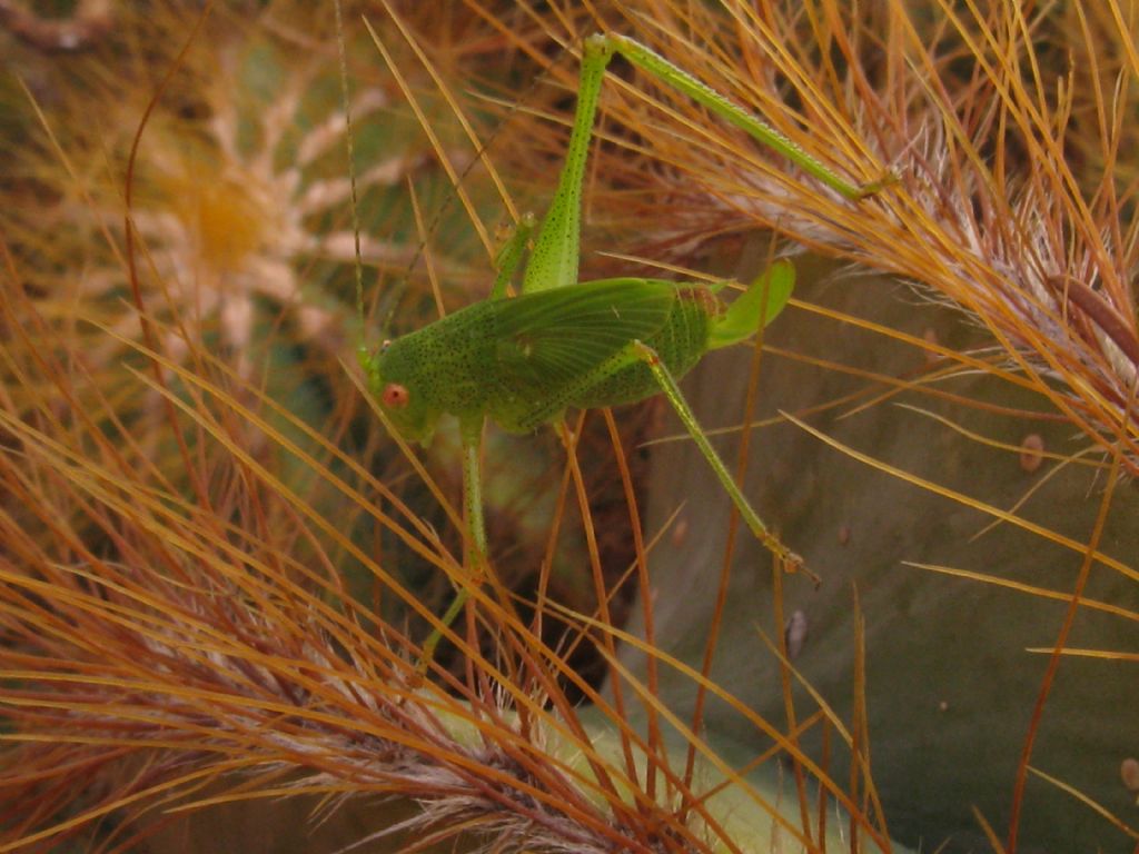 Acrididae?  No, Phaneropteridae:  cfr. Phaneroptera sp., femmina