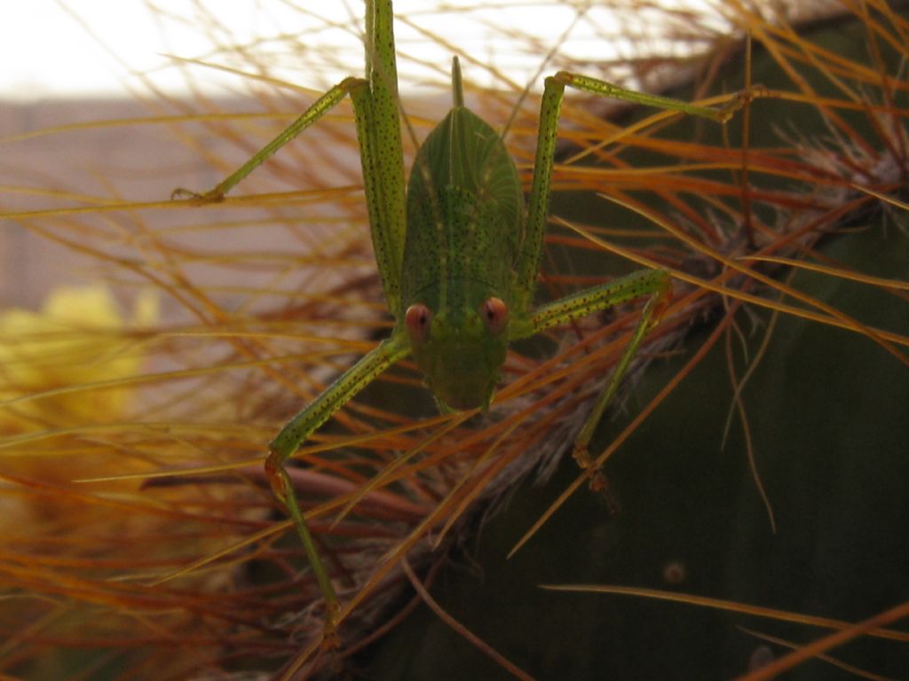 Acrididae?  No, Phaneropteridae:  cfr. Phaneroptera sp., femmina