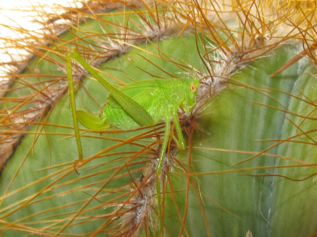 Acrididae?  No, Phaneropteridae:  cfr. Phaneroptera sp., femmina