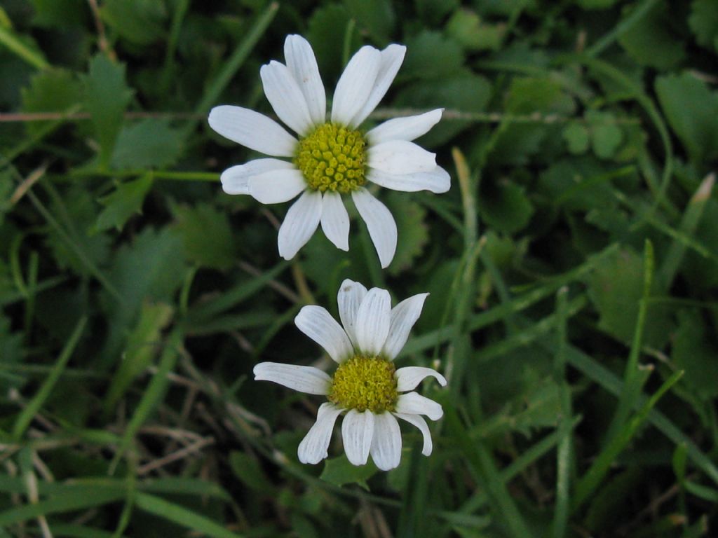 Leucanthemum