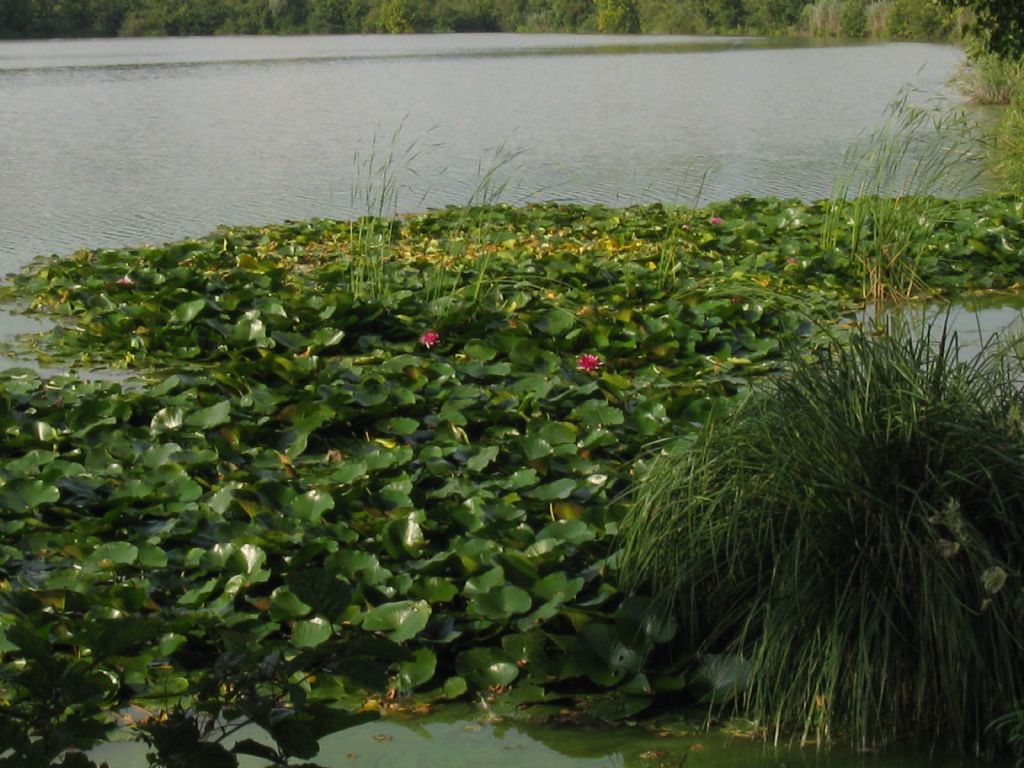 Ninfea bianca:pianta autoctona?  S, Nymphaea alba