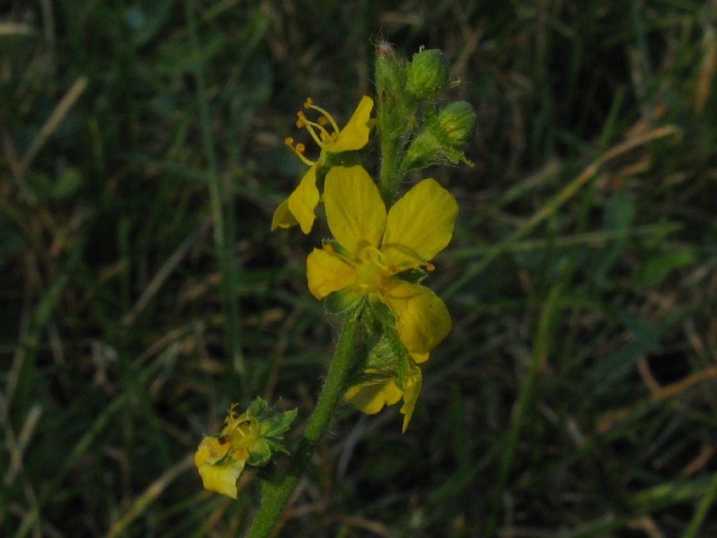 Anche questa  Agrimonia eupatoria?  S !