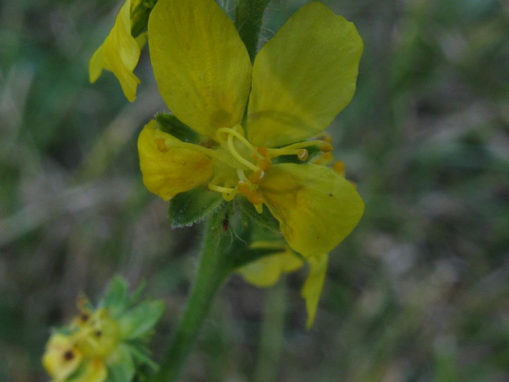 Anche questa  Agrimonia eupatoria?  S !