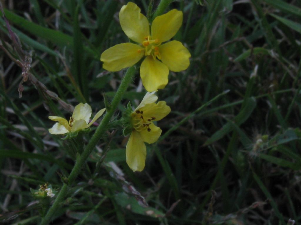 Anche questa  Agrimonia eupatoria?  S !