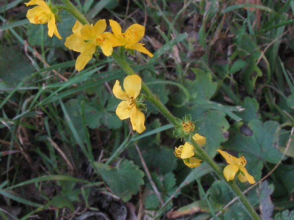 Anche questa  Agrimonia eupatoria?  S !