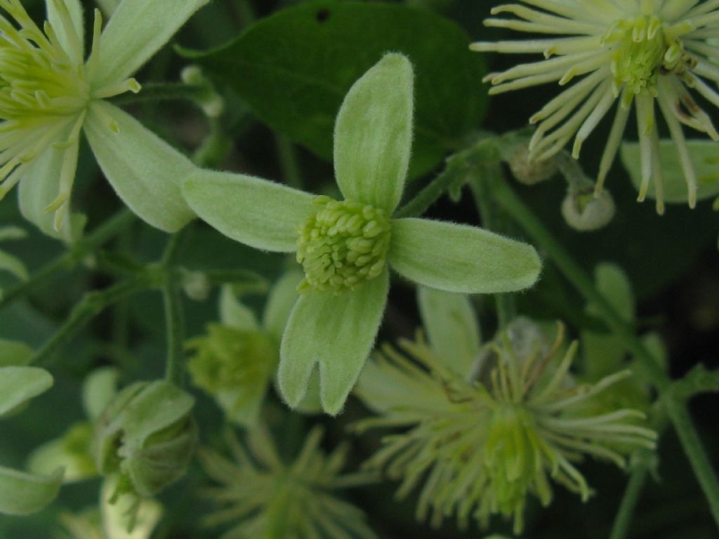 Clematis